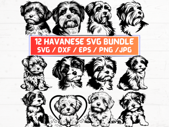 12 Havanese SVG, DXF, EPS, JPG, PNG