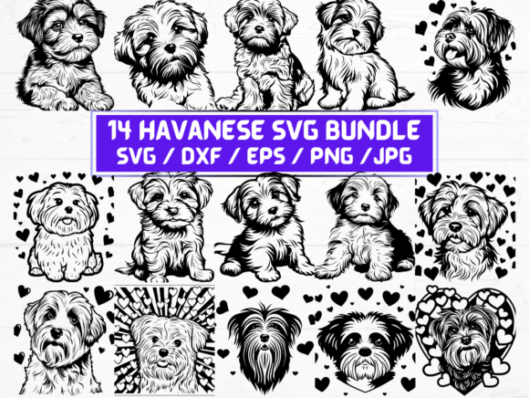 Havanese SVG File: Graphics for Crafts & Digital Sellers